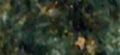 SEAWEED GREEN