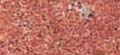 SINDOOR RED